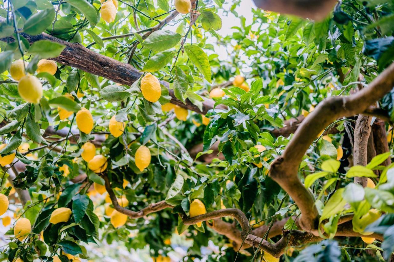 Villa Le Murelle Tramonti Ngoại thất bức ảnh
